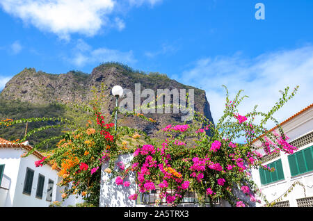 Fleurs de bougainvilliers colorés sur une clôture en portugais l'île de Madère. Fleurs typiques de la Méditerranée. Les vignes d'ornement épineux, d'arbustes ou d'arbres. Maisons aux façades blanches et des roches à l'arrière-plan. Banque D'Images