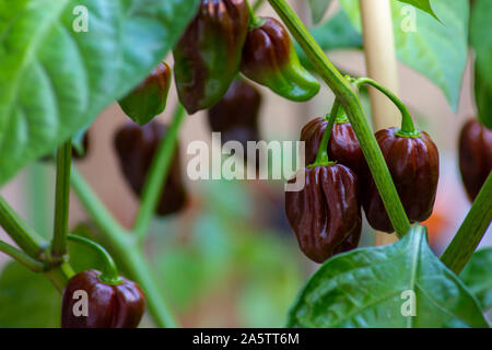 Groupe d'habanero chocolat piment (Capsicum chinense) sur une plante de habanero. Brun chocolat Hot Chili Peppers. Paprika savoureuse, l'un des plus chauds. Banque D'Images