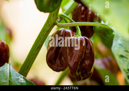 Groupe d'habanero chocolat piment (Capsicum chinense) sur une plante de habanero. Brun chocolat Hot Chili Peppers. Paprika savoureuse, l'un des plus chauds. Banque D'Images