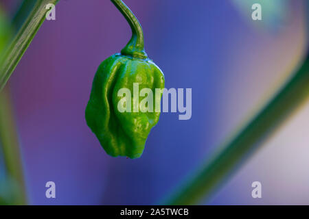 Macro photo d'une trinité Scorpion Moruga (Capsicum chinense). Les piments sont verts et verts suspendu à l'usine. Arrière-plan flou. Banque D'Images