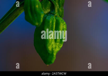 Macro photo d'une trinité Scorpion Moruga (Capsicum chinense). Les piments sont verts et verts suspendu à l'usine. Arrière-plan flou. Banque D'Images