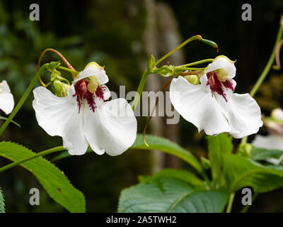 Fleurs blanches aux yeux rouges de l'arbustive, Hardy, baumier exotiques, Impatiens tinctoria Banque D'Images