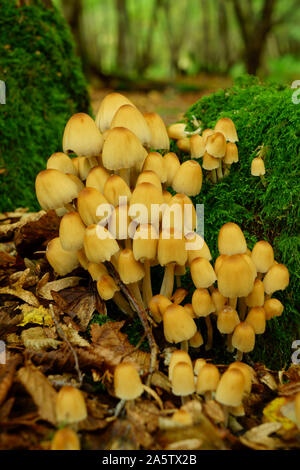 Coprinus micaceus inkcap scintillants. champignons Banque D'Images