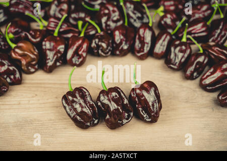 Photo de habanero chocolat piment (Capsicum chinense) sur une table en bois. Trois à l'avant. Brun chocolat Hot Chili Peppers. Paprika délicieux Banque D'Images