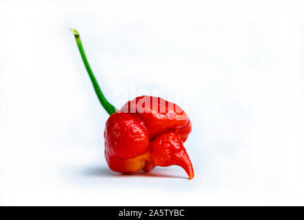 Photo d'une trinité Scorpion Moruga (Capsicum chinense). Piment rouge frais isolé sur fond blanc. Banque D'Images