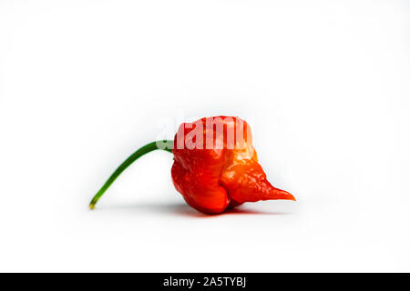 Photo d'une trinité Scorpion Moruga (Capsicum chinense). Piment rouge frais isolé sur fond blanc. Banque D'Images