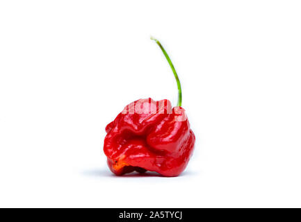 Photo d'une trinité Scorpion Moruga (Capsicum chinense). Piment rouge frais isolé sur fond blanc. Banque D'Images