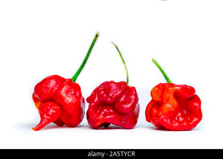 Groupe de Trinidad Moruga Scorpion (Capsicum chinense). Fresh Red Hot Chili Peppers isolé sur fond blanc. Banque D'Images