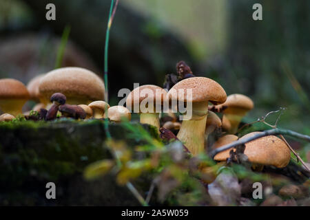 Groupe de champignons ensoleillée - huître citron champignons sur une vieille souche d'arbre dans la forêt Banque D'Images