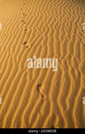 Pied imprime sur du sable par le vent. Désert du Thar, Rajasthan, Inde. Banque D'Images