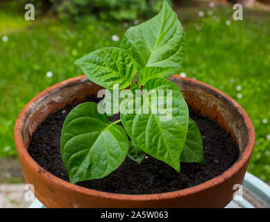 Trinidad Moruga Scorpion piment (Capsicum chinense) plante dans un pot. 4 semaines. Banque D'Images