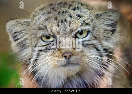 Otocolobus Manul Chat Sauvage Chef Close Up Banque D'Images