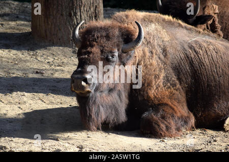 Bison couché et de repos Banque D'Images