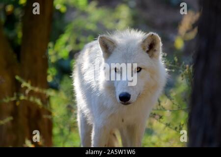 Le loup blanc dans la forêt Portrait Banque D'Images