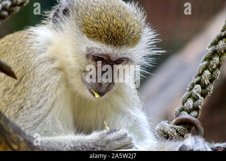 Singe vert Chlorocebus Sabaeus Manger Banque D'Images