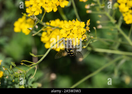 Hoverfly sur panier de fleurs d'or au printemps Banque D'Images