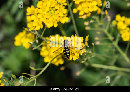 Hoverfly sur panier de fleurs d'or au printemps Banque D'Images