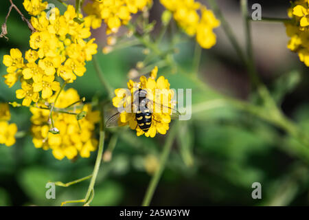 Hoverfly sur panier de fleurs d'or au printemps Banque D'Images