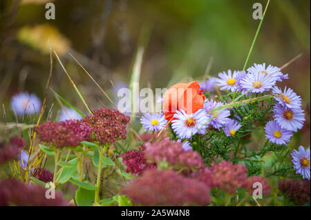 Rose Corail et orange blossom dahlia jaune libre humide avec des gouttes de pluie Banque D'Images