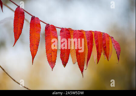 Branche de l'automne les feuilles de raisin rouge. Parthenocissus quinquefolia feuillage. Isolé sur fond blanc Banque D'Images