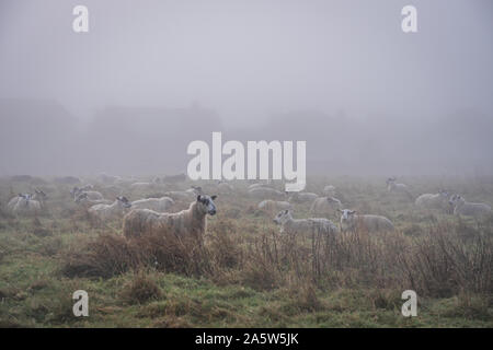 Moutons urbains se réveiller dans la brume matinale sur Brighton Green Ridge Banque D'Images