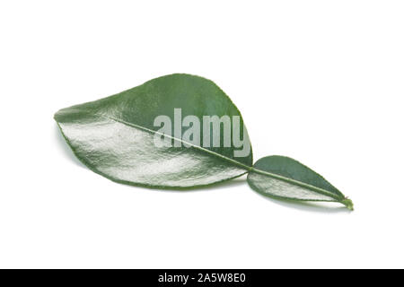 La feuille de lime kaffir Isolated On White Banque D'Images