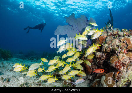 Un plongeur nage sur une école de corail bommie et rayé bleu poisson grunt au large de Bimini, Bahamas. Banque D'Images