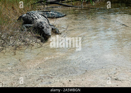 Cozumel, Quintana Roo - 25 novembre 2006 : Crocodile près de la plage Banque D'Images