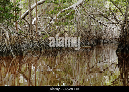 Celestun, Yucatan, Mexique - Le 18 décembre 2005 : l'intérieur de la mangrove Banque D'Images