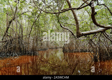 Celestun, Yucatan, Mexique - Le 18 décembre 2005 : l'intérieur de la mangrove Banque D'Images