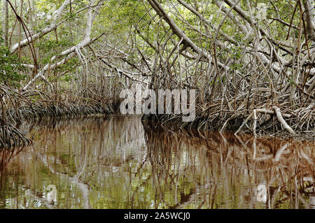 Celestun, Yucatan, Mexique - Le 18 décembre 2005 : l'intérieur de la mangrove Banque D'Images