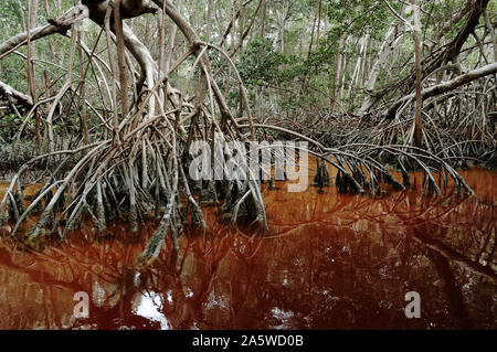 Celestun, Yucatan, Mexique - Le 18 décembre 2005 : l'intérieur de la mangrove Banque D'Images