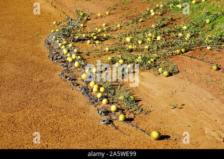 Avis de melon riz sauvage (Citrullus lanatus), une espèce envahissante liée à la pastèque sauvage de plus en plus le long des routes dans l'ouest de l'Australie Banque D'Images