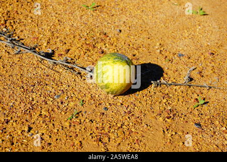 Avis de melon riz sauvage (Citrullus lanatus), une espèce envahissante liée à la pastèque sauvage de plus en plus le long des routes dans l'ouest de l'Australie Banque D'Images