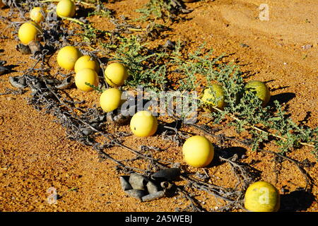 Avis de melon riz sauvage (Citrullus lanatus), une espèce envahissante liée à la pastèque sauvage de plus en plus le long des routes dans l'ouest de l'Australie Banque D'Images