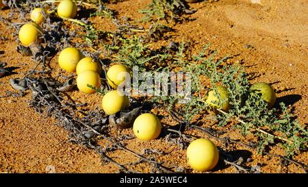 Avis de melon riz sauvage (Citrullus lanatus), une espèce envahissante liée à la pastèque sauvage de plus en plus le long des routes dans l'ouest de l'Australie Banque D'Images