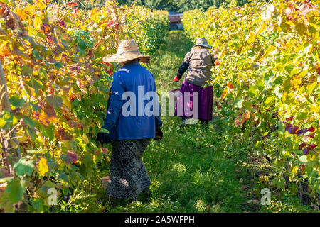 Vignes de vin de la région de Kakheti Géorgie Telavi, vignes, rtveli à Kakheti, Caucase. L'agriculture. Banque D'Images