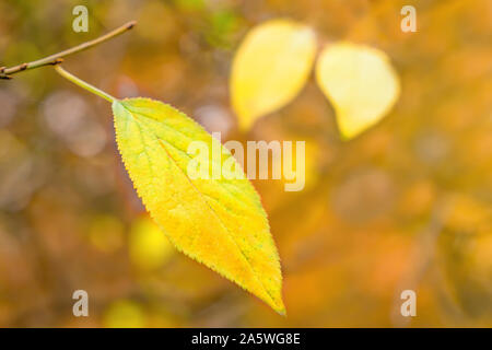 Feuille jaune accroché à la direction générale. Arrière-plan de feuilles en automne. Automne en parc. Arrière-plan de feuilles. Une feuille d'automne jaune solitaire accroché sur une branche d'arbre dans le parc. Saison d'automne. Concept de mélancolie Banque D'Images
