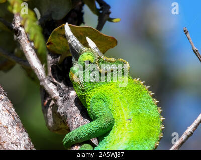 Close up d'un caméléon de Jackson dans un arbre sur l'île de Hawaii Banque D'Images