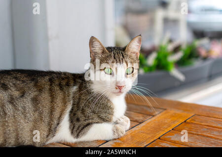 Un chat tigré avec de brillants yeux verts se repose sur une table de café à l'extérieur d'un restaurant à Istanbul, Turquie. Banque D'Images