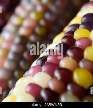 Gros plan du silex multicolore aka Indian Corn on the Cob Banque D'Images