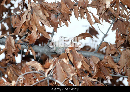 Leucistic albino ou hummingbird d'Anna en Californie du Nord Banque D'Images