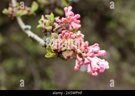 Viburnum parfumé Fleurs en fleurs en hiver Banque D'Images