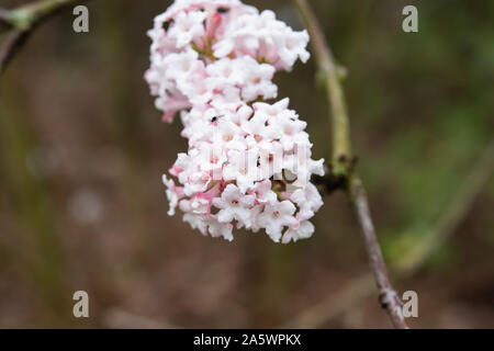 Viburnum parfumé Fleurs en fleurs en hiver Banque D'Images