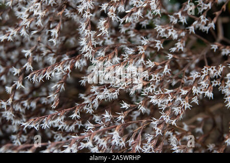 Statice allemand en fleurs fleurs Banque D'Images