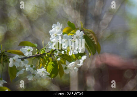 Seule fleur blanche sur fond vert Banque D'Images