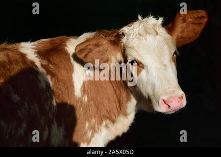 Close-up et portrait d'un marron-et-blanc-spotted calf devant un fond sombre Banque D'Images