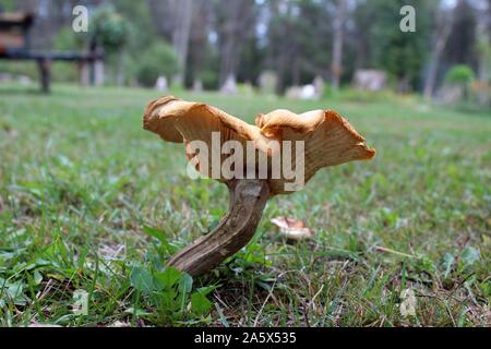 Une folle à la culture des champignons dans une cour Banque D'Images