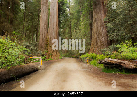 CA03751-00...CALIFORNIE - bois rouge qui bordent la Howland Road à Jedediah Smith Redwoods State Park ; partie de la séquoias Parcs nationaux et d'État. Banque D'Images