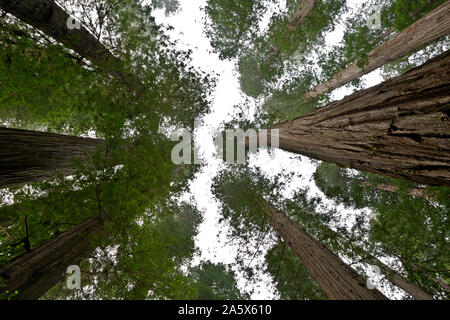 CA03756-00...CALIFORNIE - Vue sur le bois rouge les arbres de la forêt au sommet de la canape le long du sentier de l'arbre de Scout de garçon à Jedediah Smith SP Banque D'Images